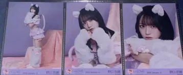 노구치 이오리 브로마이드 [ 고양이 의상 ] [ 컴프 ]