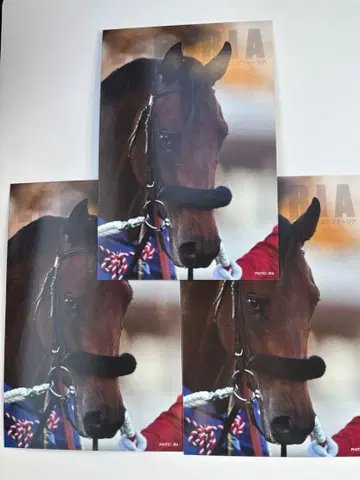 서러브레드 컬렉션 엽서 에프포리아 3장