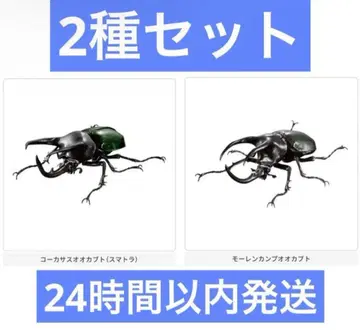 생물대도감 어드밴스 코카서스장수풍뎅이 2종 세트