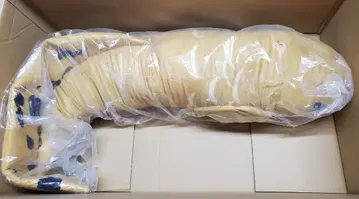 쿄린 데카큥 안고 다니는 인형 네오케라토두스