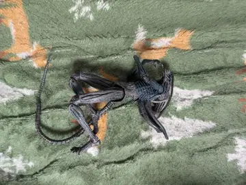 에이리언 프로토모프