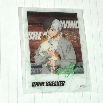 WIND BREAKER 마네키네코 클리어 카드 벚꽃 [ 익명 배송 ]