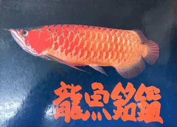 용어명감 아로와나 카탈로그