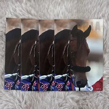 서러브레드 컬렉션 엽서 에프포리아