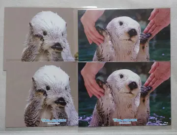 캡슐 복권 토바 수족관 랏코의 메이짱 복권 리턴즈 브로마이드 세트