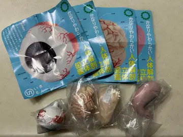 매우 부드러운 인체 해부 입체 도감