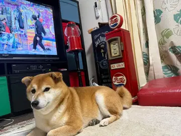 오쟈마녀 도레미 제일복권 A상