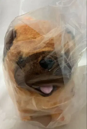 토코토코 강아지 퍼그