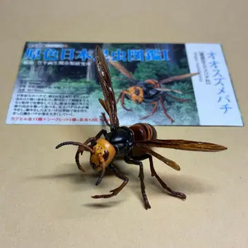 유진 원색 일본 곤충 도감 I 오오 말벌