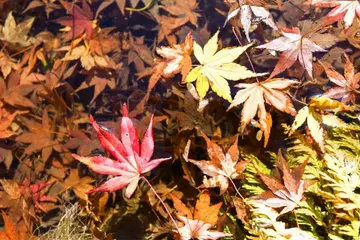 UNIVERSAL OVERALL/유니버셜 오버롤/후드티