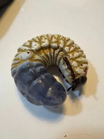 장수풍뎅이 유충 피규어 제일복권 곤충