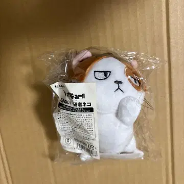 다루누이 하이큐 켄마 고양이 코즈메 켄마 고양이