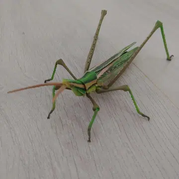 생물대도감 바이스