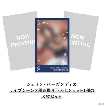 셰린 버건디 WORLD TOUR 2025 고베 폴라로이드