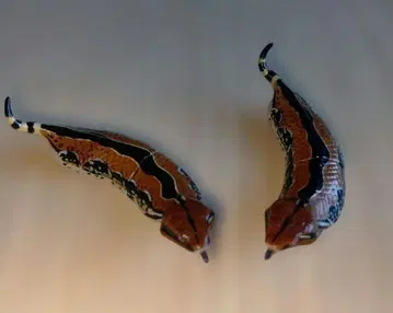 츠치노코 피규어 2개 세트