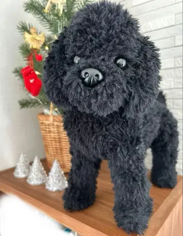 NINI&QUINO 토이 푸들 블랙