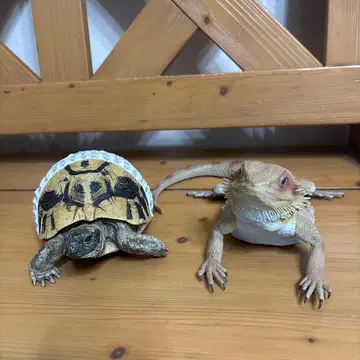 제일복권 파충류 & 양서류 기저귀 거북이 플랫헤드 도마뱀 피규어