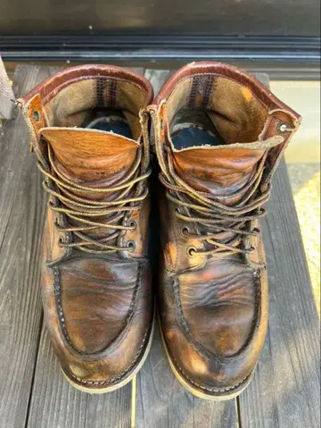 레드윙 아이리쉬 세터