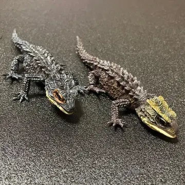 생물대도감 모토이 가부토 도마뱀과 아카메 가부토 가부토