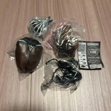 생물대도감 딱정벌레 03 골리앗꽃무지 가챠