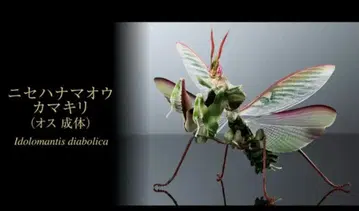 생물대도감 어드밴스 니세하나마오 사마귀 수컷 암컷 성충 온라인판