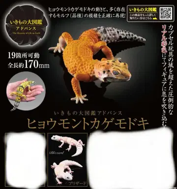 생물대도감 레오파드 도마뱀붙이 블리자드