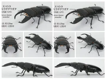 2종 넓적사슴벌레 수마트라 넓적사슴벌레 수마트라 넓적사슴벌레 생물대도감