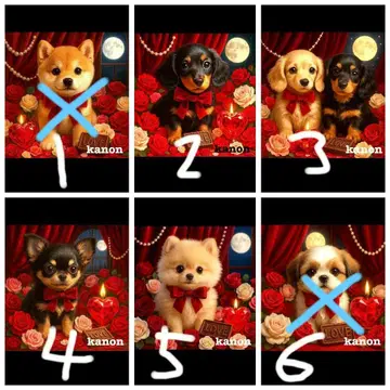 핸드메이드 오더 접수 (포메라니안, 닥스, 말티즈)