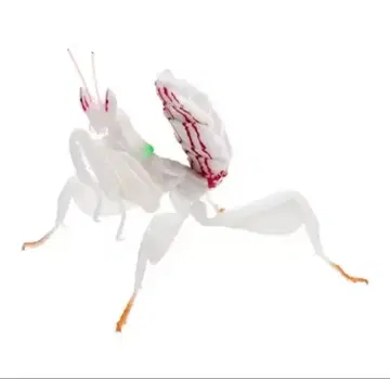 생물대도감 하나사마귀 (화이트)