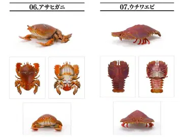 2종 세트 아사히가니 우치와에비 생물대도감 게 갑각류