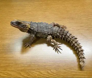 생물대도감 어드밴스 아르마딜로 도마뱀 (다크 브라운)