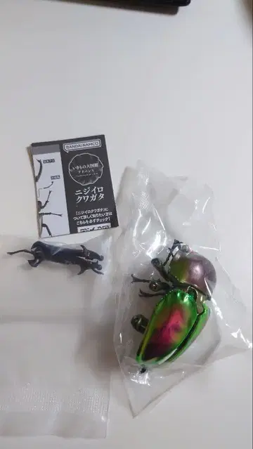 생물대도감 어드밴스 무지개사슴벌레