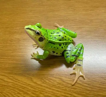 생물대도감 어드밴스 참개구리 ( 수컷, 네 다리 그린 개체 )