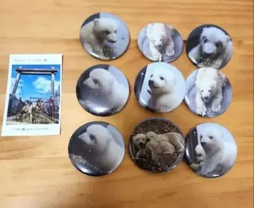 북극곰 캔뱃지 마그넷 9개 세트 기간 한정 가격 인하 중