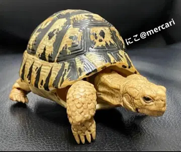 거북 피규어 생물대도감 육지거북 그리스 육지거북