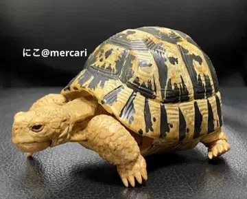 거북 피규어 생물대도감 육지거북 그리스 육지거북