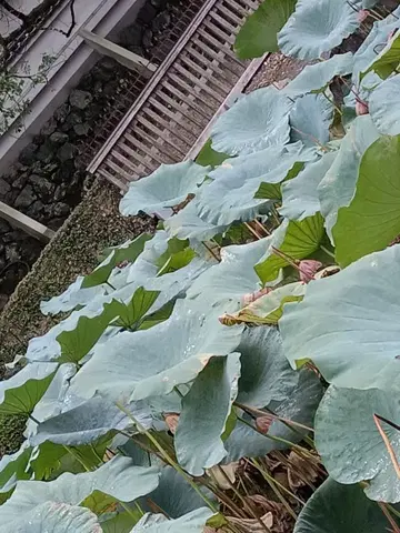 스테판 슈나이더 스커트