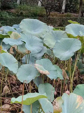 소피아 코코사라키