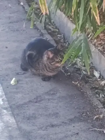 아이츄 아이 츄