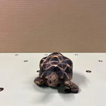 호시가메 저금통