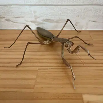 가샤폰판 생물대도감 어드밴스 큰사마귀 (갈색)