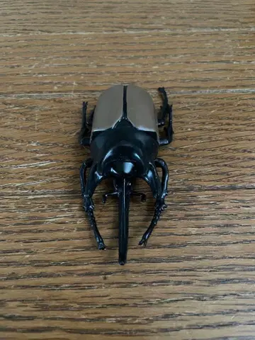 리얼 딱정벌레 피규어 블랙과 브라운