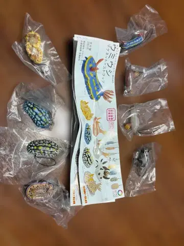 네이처 테크니컬러 바다민달팽이 스트랩 8개 컴프 세트