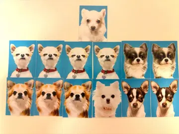 기인 클럽 낯선 사람의 치와와 증명사진 가챠가챠