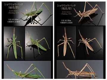 2종 세트 쇼리료 벼메뚜기 생물대도감 메뚜기 사마귀