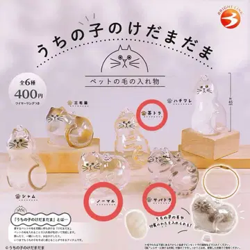 우리 집 털뭉치