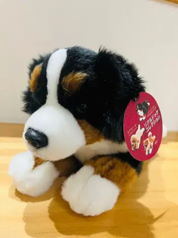 레갈로, 버니즈 마운틴 도그 L 봉제 인형