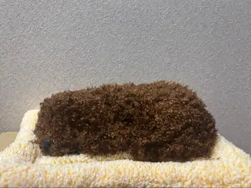 토이 푸들 봉제 인형