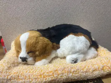 비글견 봉제 인형 누워있는 타입