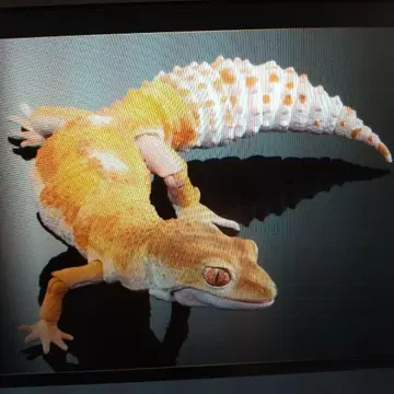 생물대도감 어드밴스 레오파드게코 트렌퍼 알비노